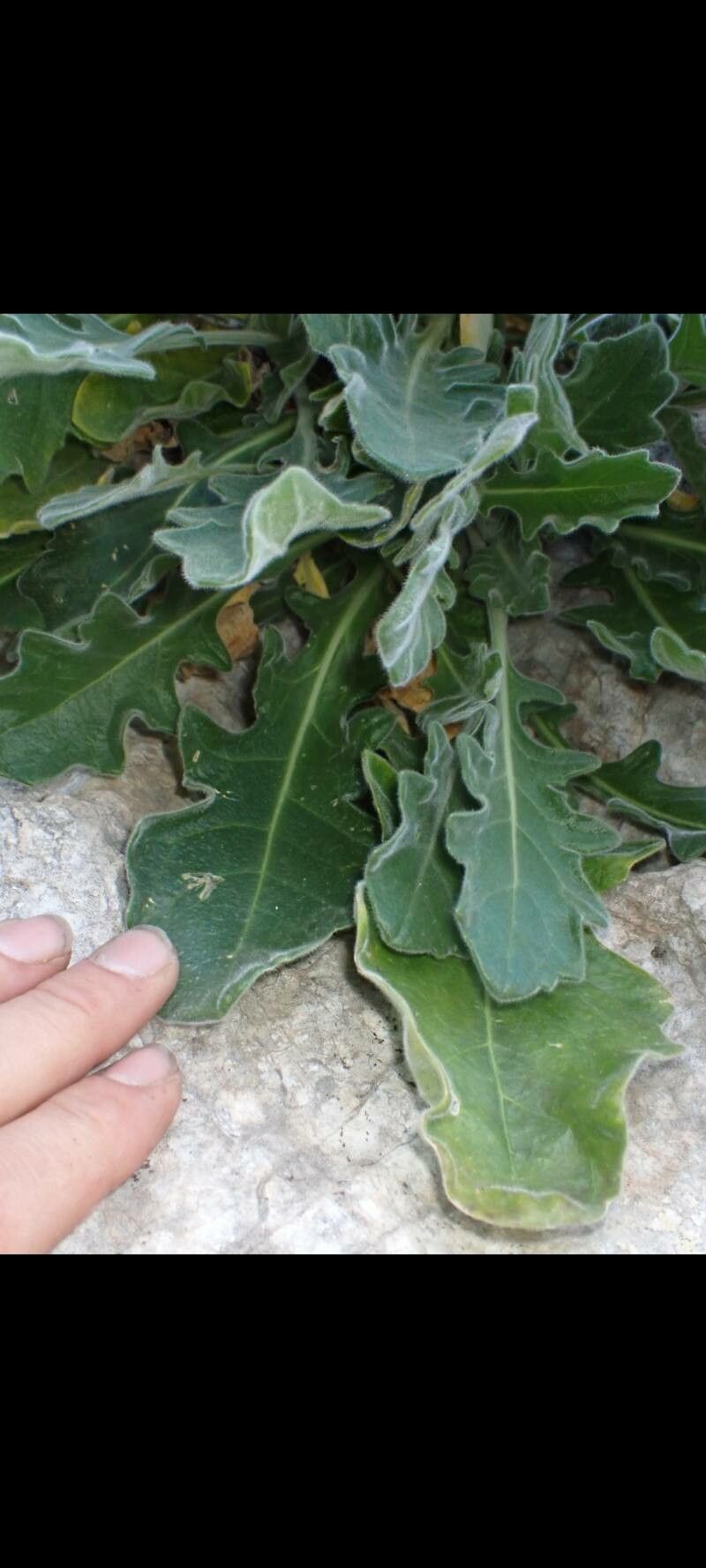 Biscutella frutescens — houseplant care guide