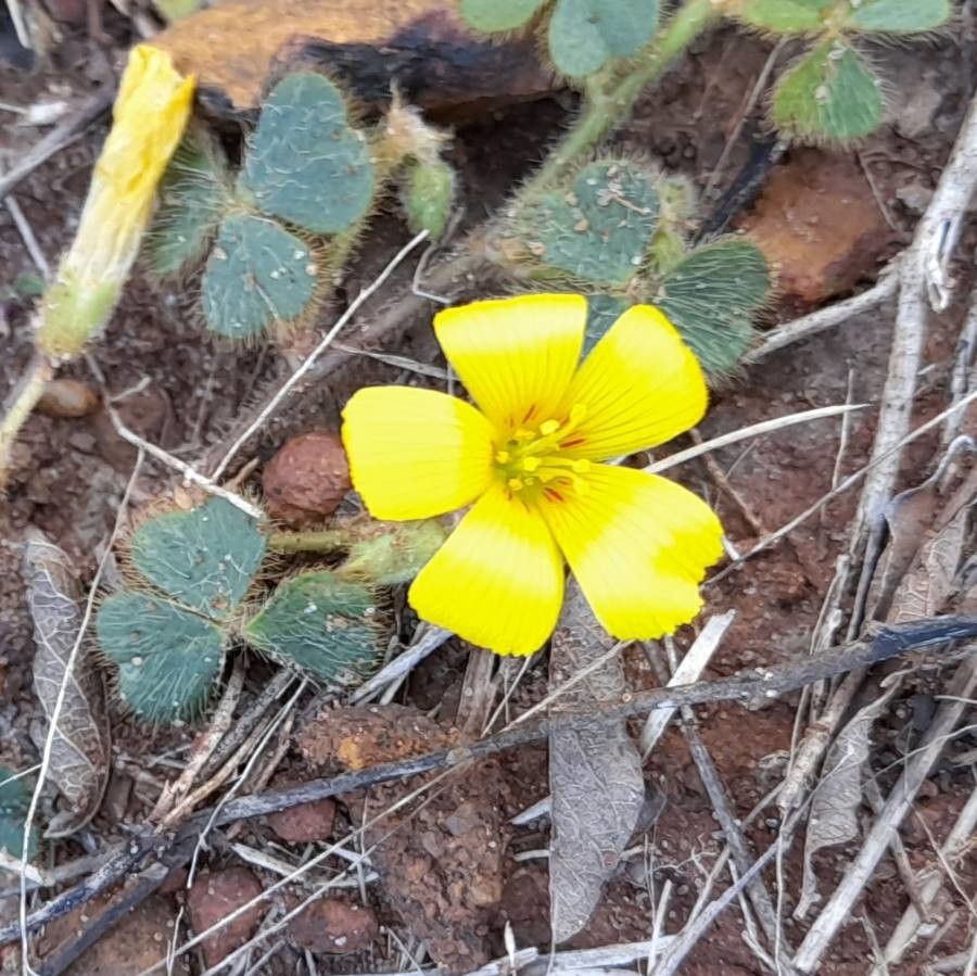 Oxalis lasiopetala flower