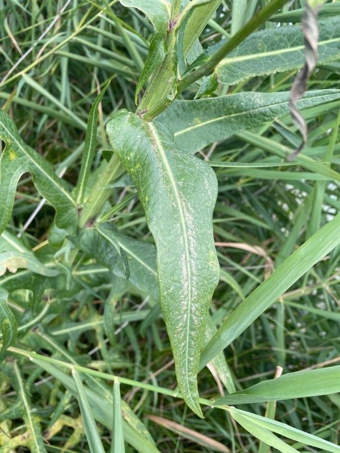 Sonchus palustris — search result for 'Russia'