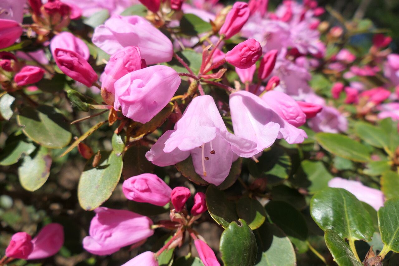 Rhododendron callimorphum flower