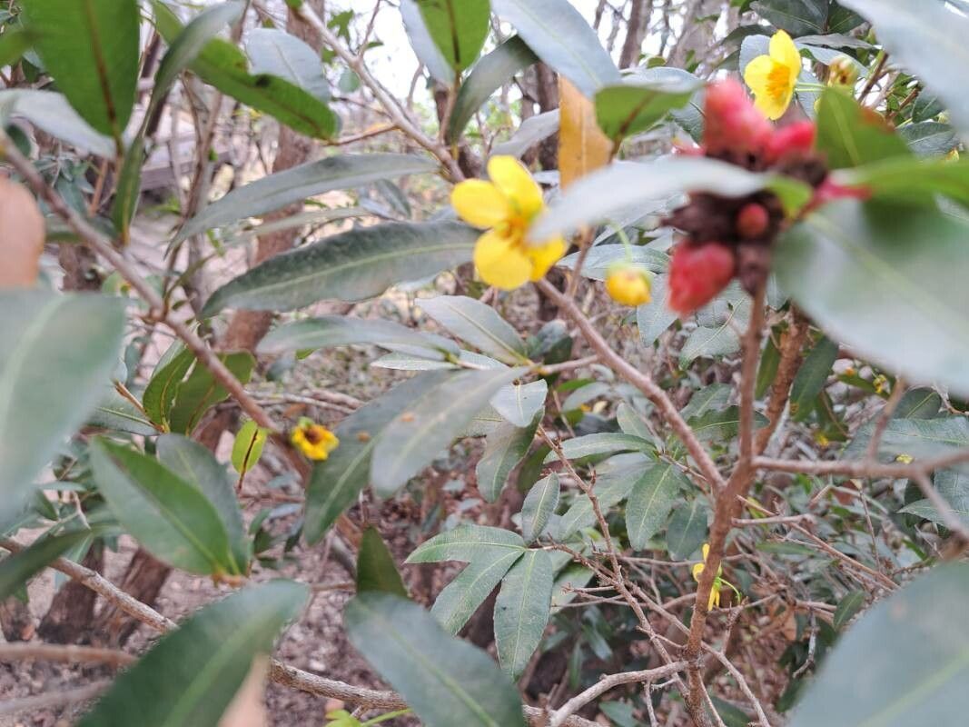 Ochna multiflora — houseplant care guide