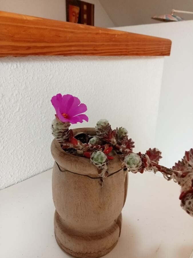 Portulaca werdermannii flower