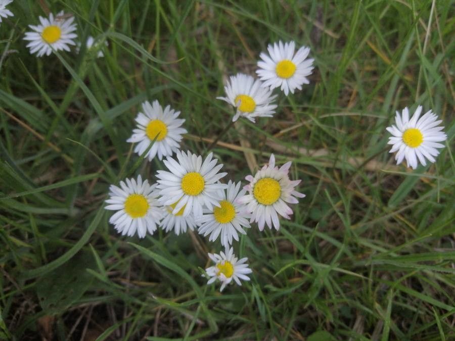 Aphanostephus ramosissimus flower
