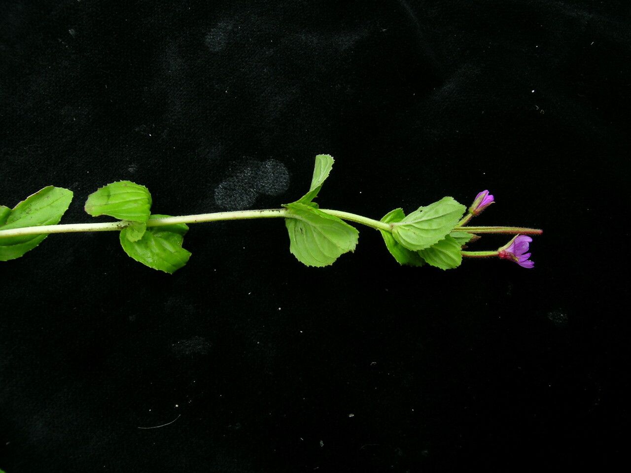 Epilobium amurense habit