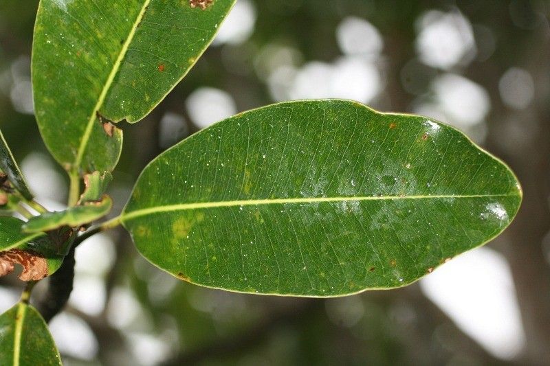 Mimusops balata leaf