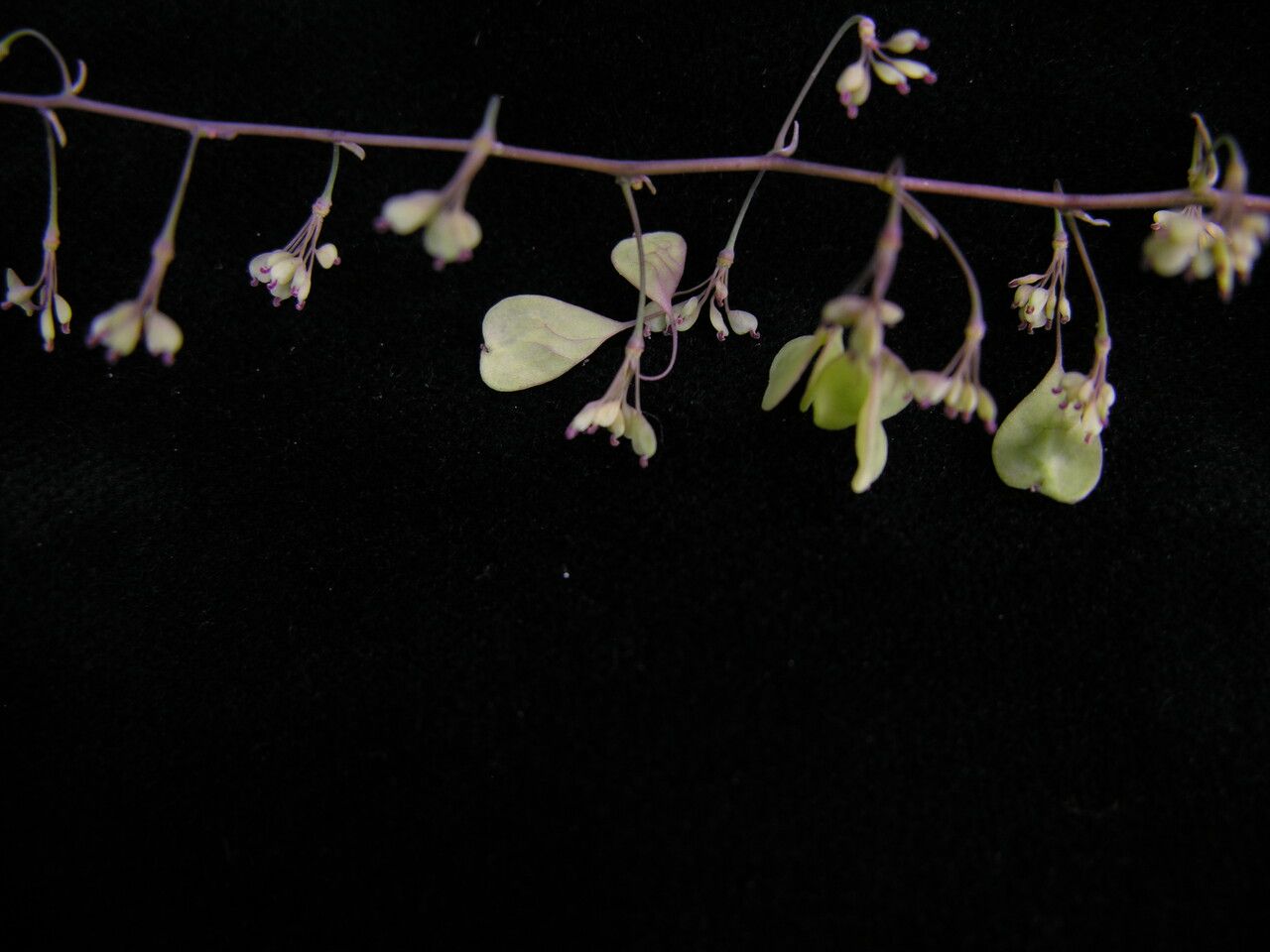 Thalictrum chelidonii — related species from the same genus