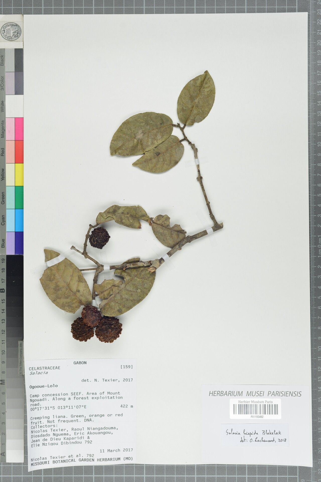 Salacia hispida — houseplant care guide