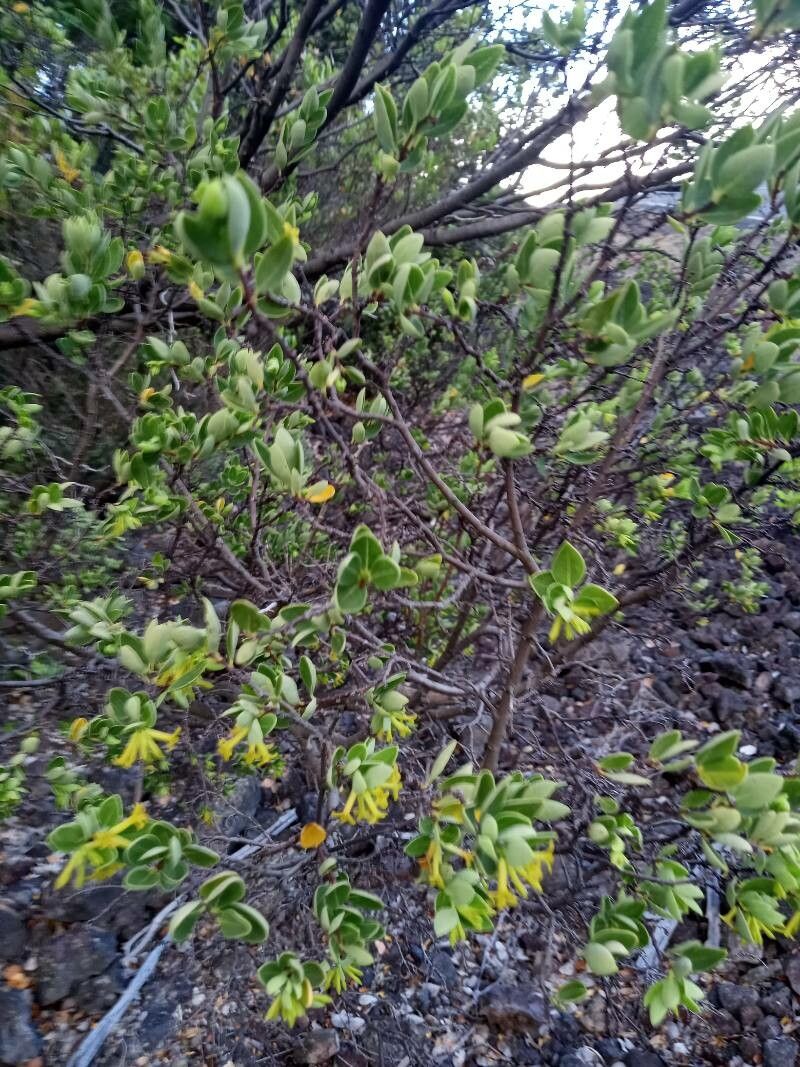 Wikstroemia phillyreifolia leaf
