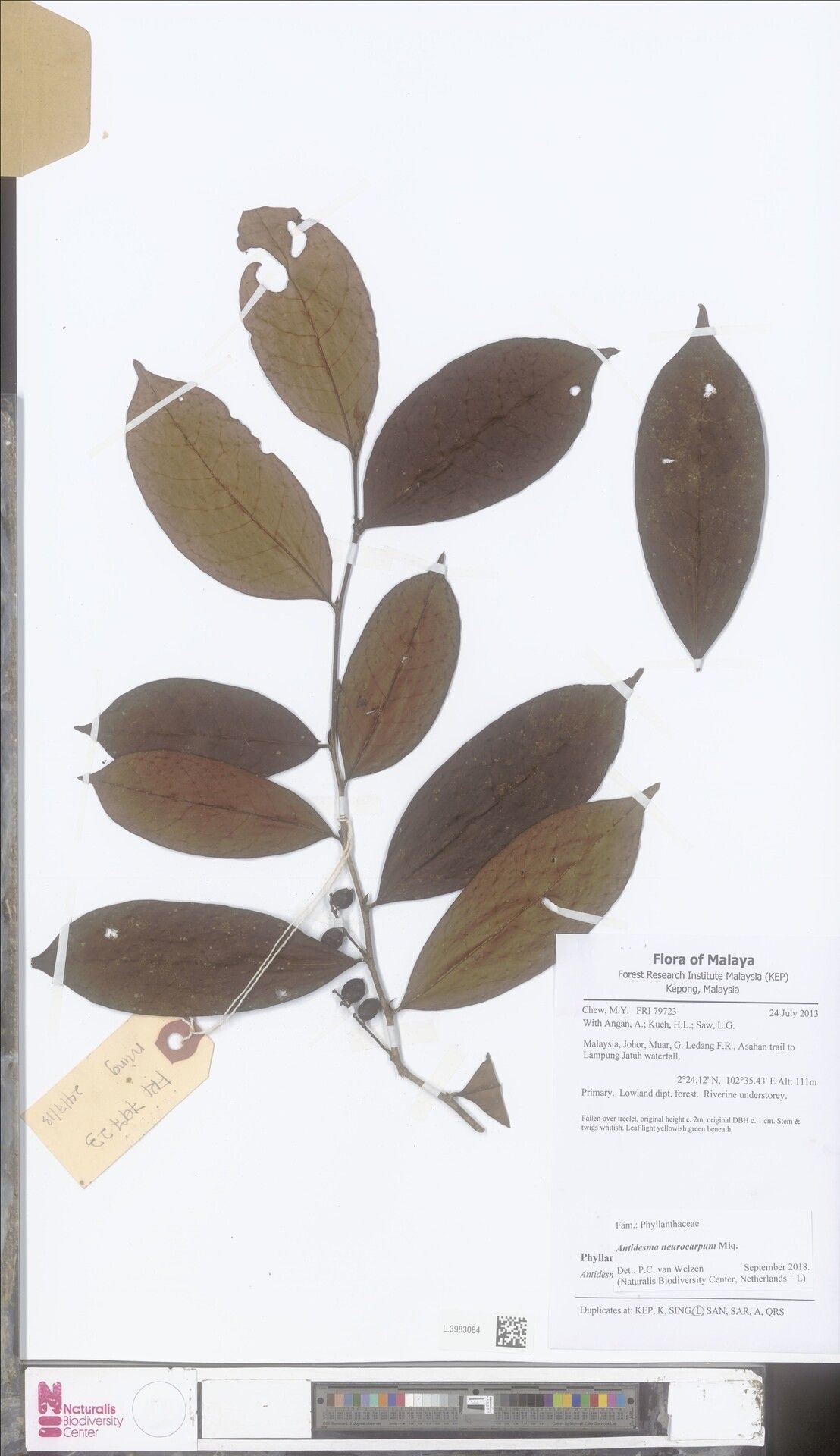 Antidesma neurocarpum — houseplant care guide