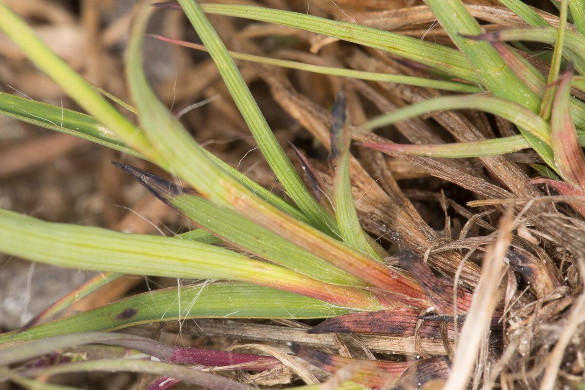 Luzula alpinopilosa — search result for 'Juncaceae'