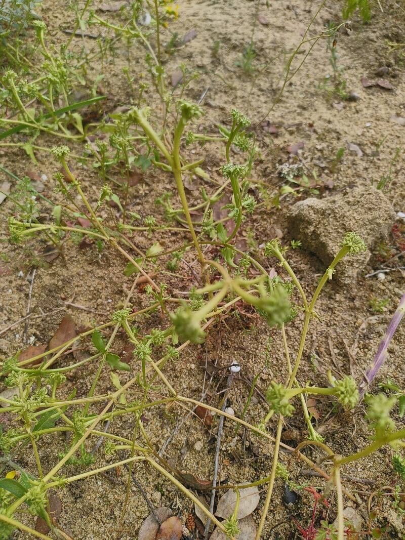 Valeriana echinata leaf