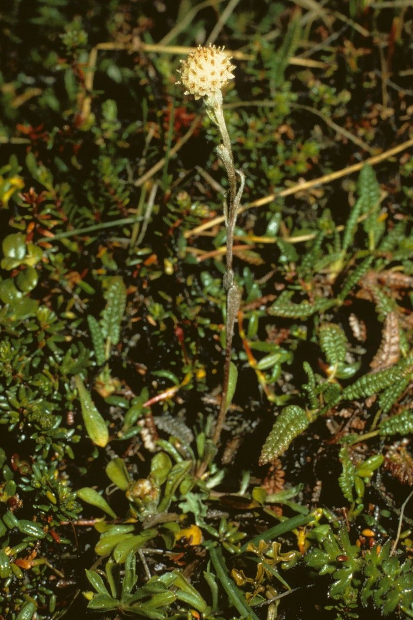 Antennaria monocephala habit