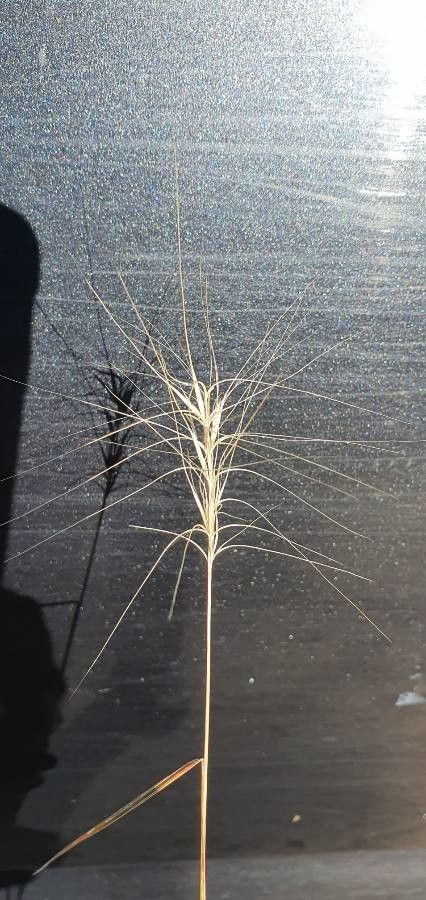 Elymus elymoides flower