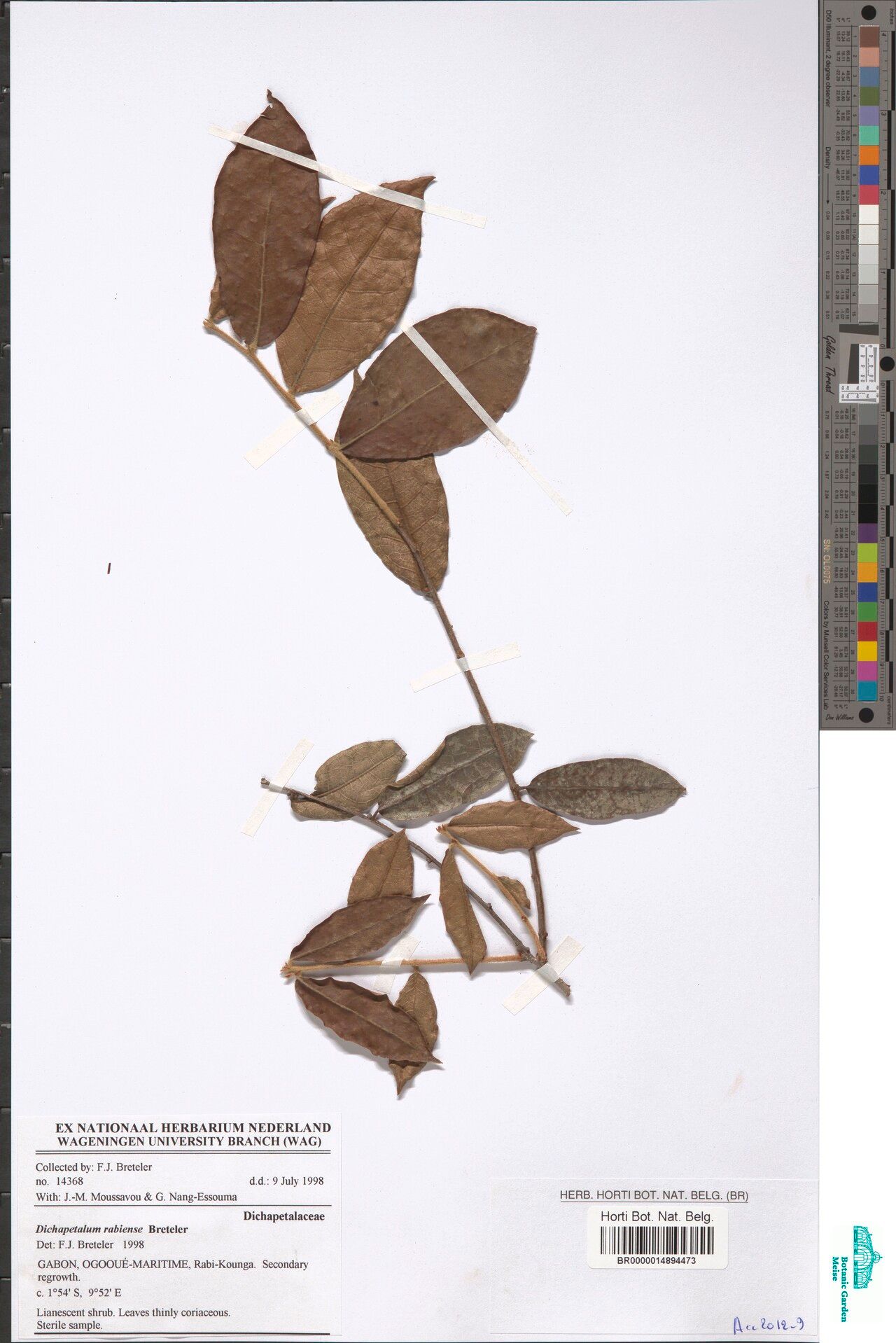 Dichapetalum rabiense — houseplant care guide