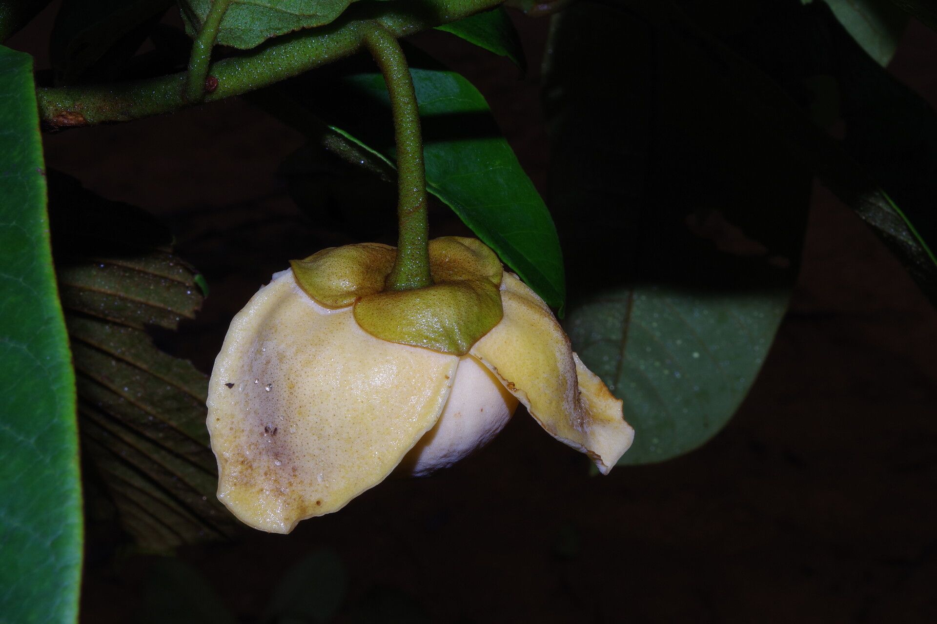 Uvaria klainei flower
