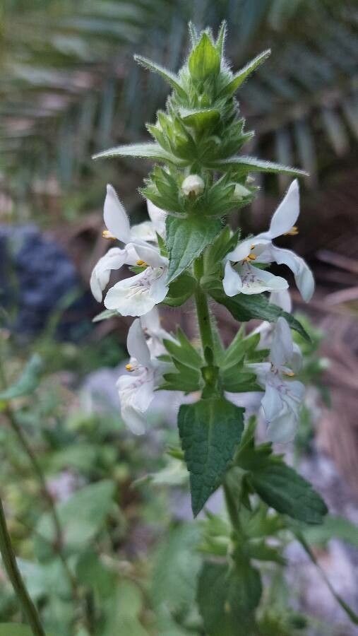 Stachys spinulosa flower