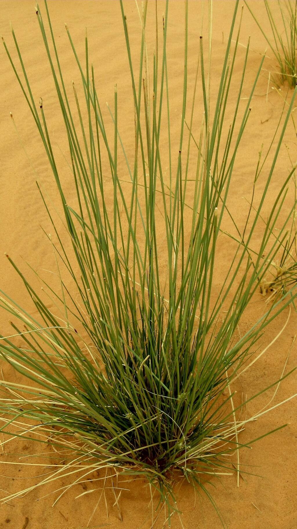 Cyperus conglomeratus — search result for 'Cyperus'