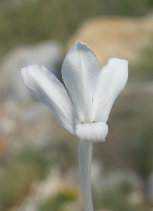 Justicia longii — search result for 'Justicia'