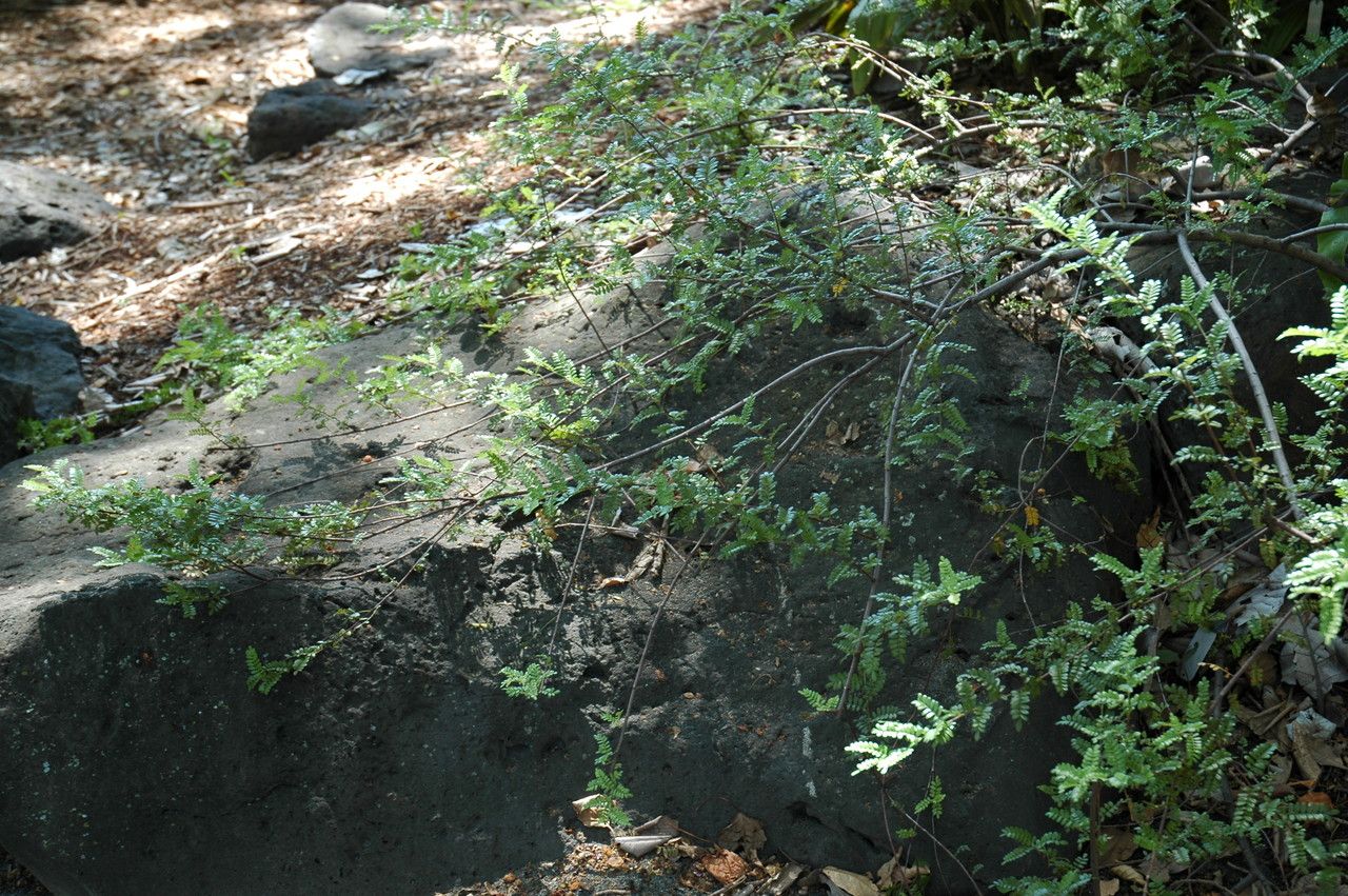 Osteomeles anthyllidifolia habit