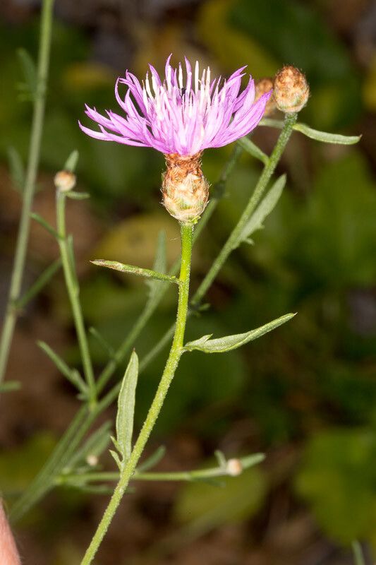Centaurea kartschiana bark