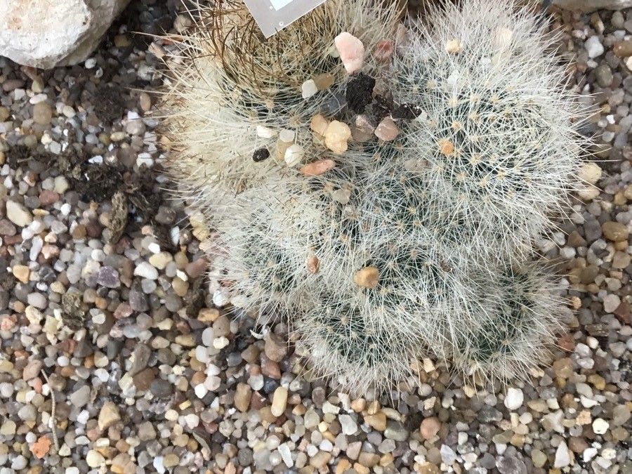 Eriosyce crispa — houseplant care guide