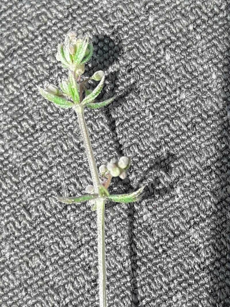 Galium parisiense fruit