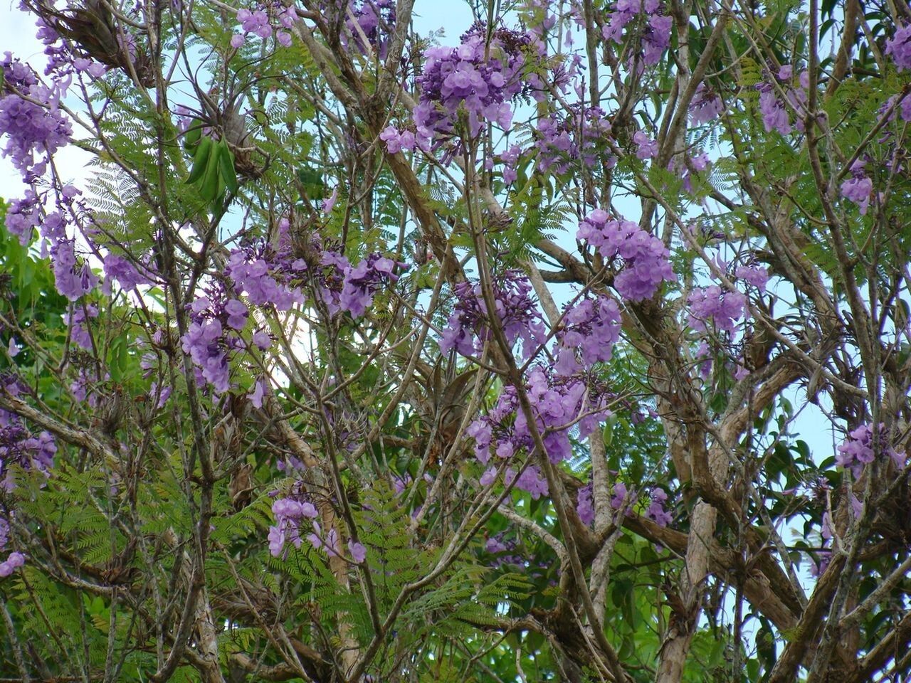 Jacaranda obtusifolia flower