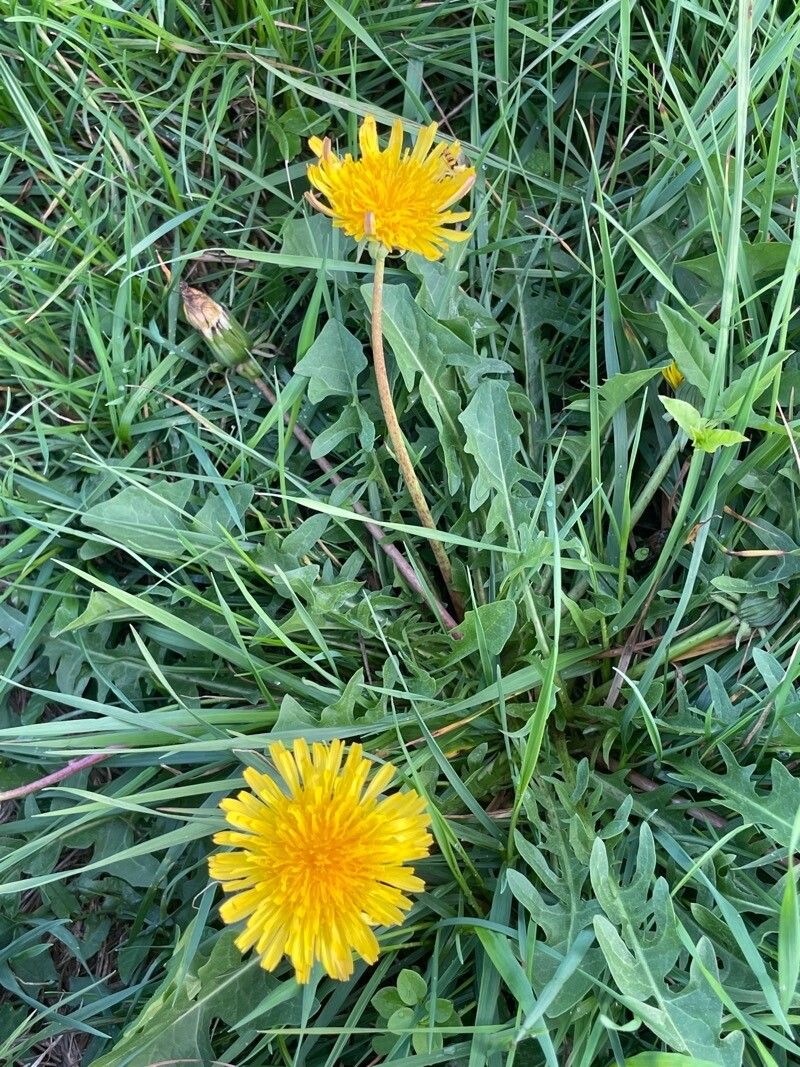 Taraxacum cucullatiforme flower