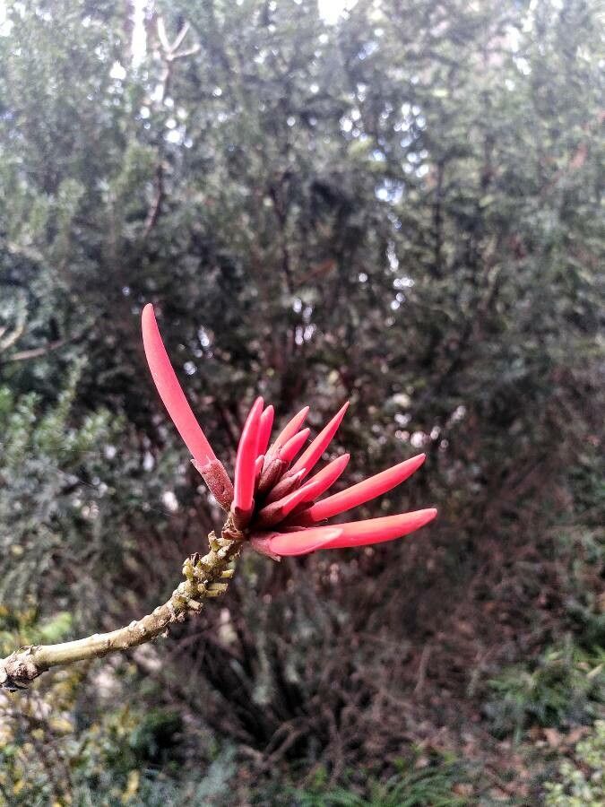 Erythrina flabelliformis fruit