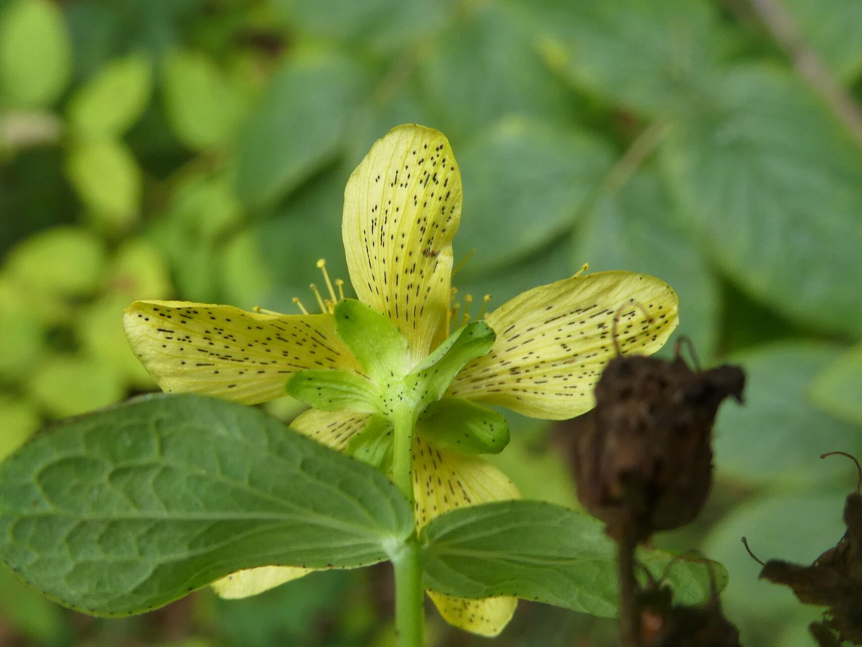 Hypericum tetrapterum flower
