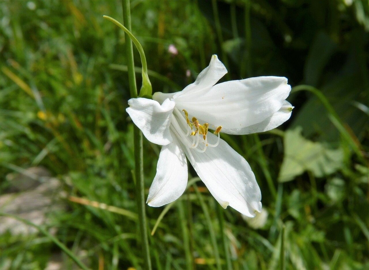 Paradisea liliastrum flower