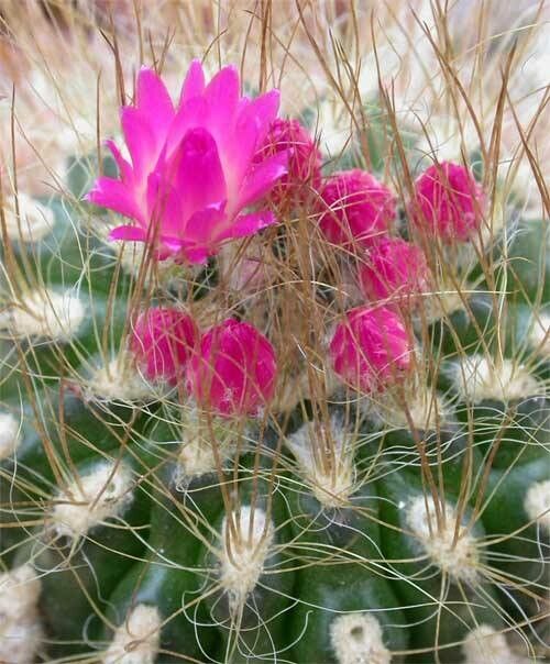 Eriosyce villosa flower