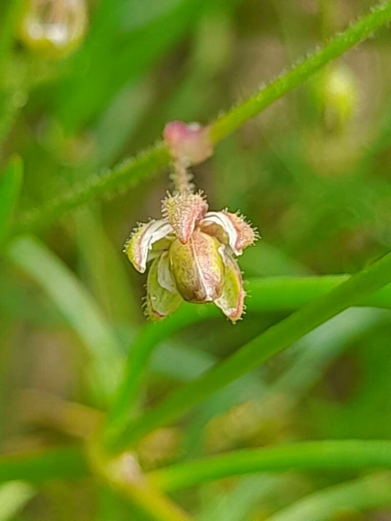 Spergularia marina fruit