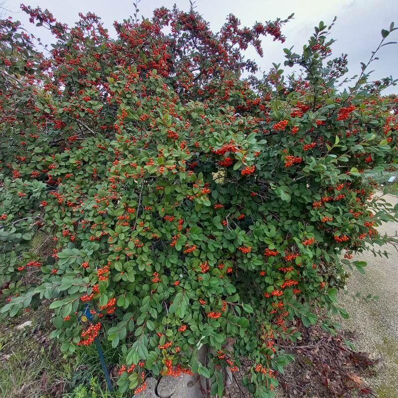 Cotoneaster glaucophyllus habit