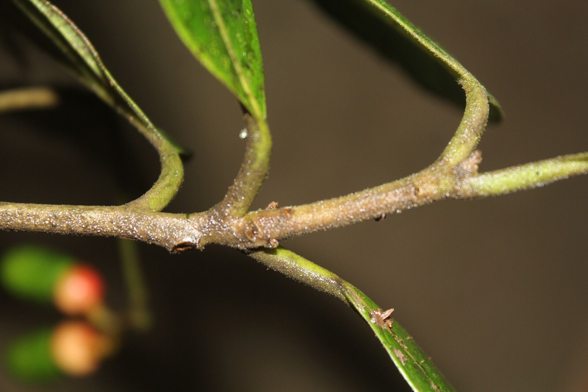 Ocotea valerioides bark
