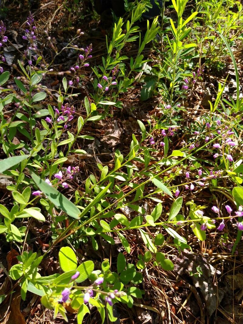 Polygala polygama leaf