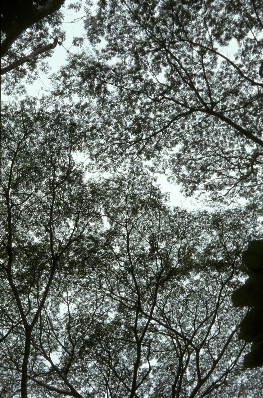 Paraserianthes falcataria — search result for 'Solomon Islands'