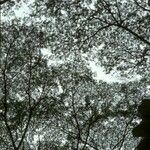 Paraserianthes falcataria