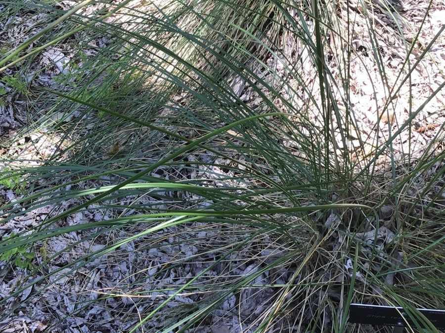 Stipa tenacissima — search result for 'Stipa'