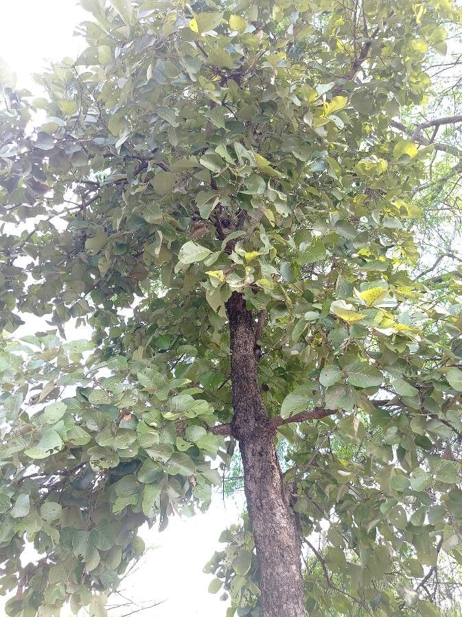 Butea monosperma bark