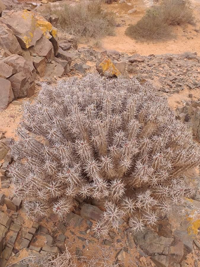 Euphorbia officinarum habit