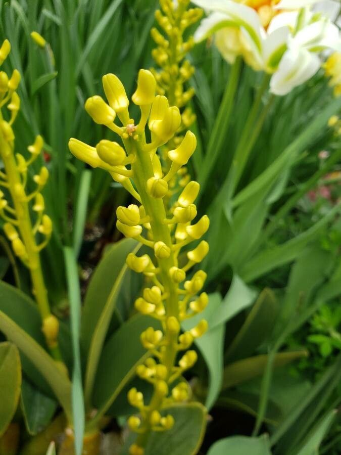 Dendrobium pendulum fruit