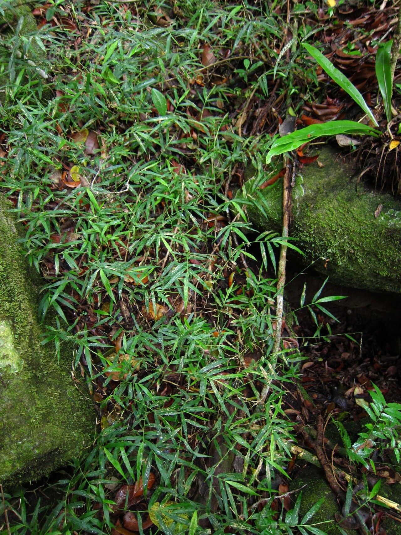 Oplismenus flavicomus habit