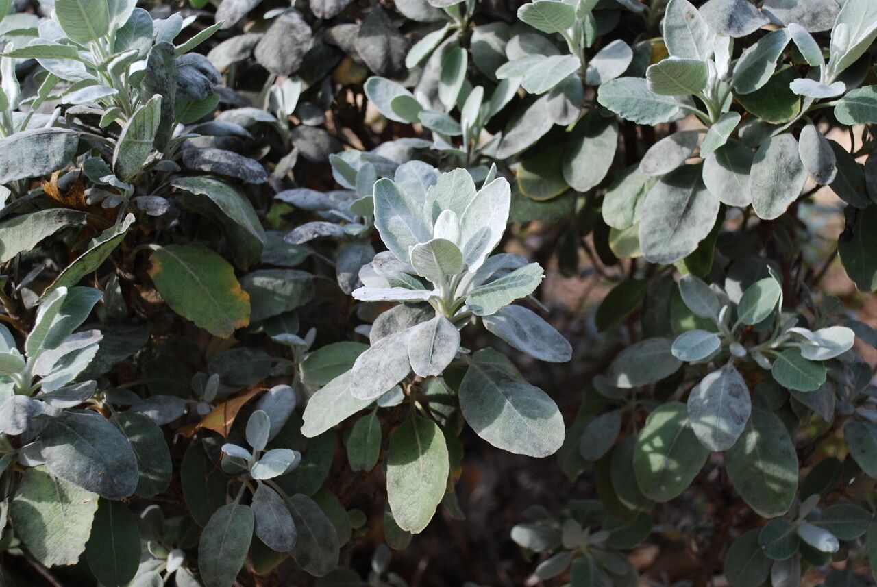 Eriogonum giganteum leaf