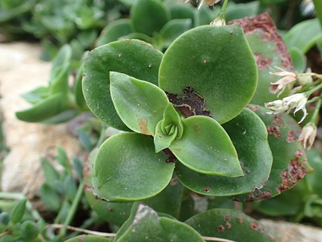 Crassula lactea — search result for 'Crassula'