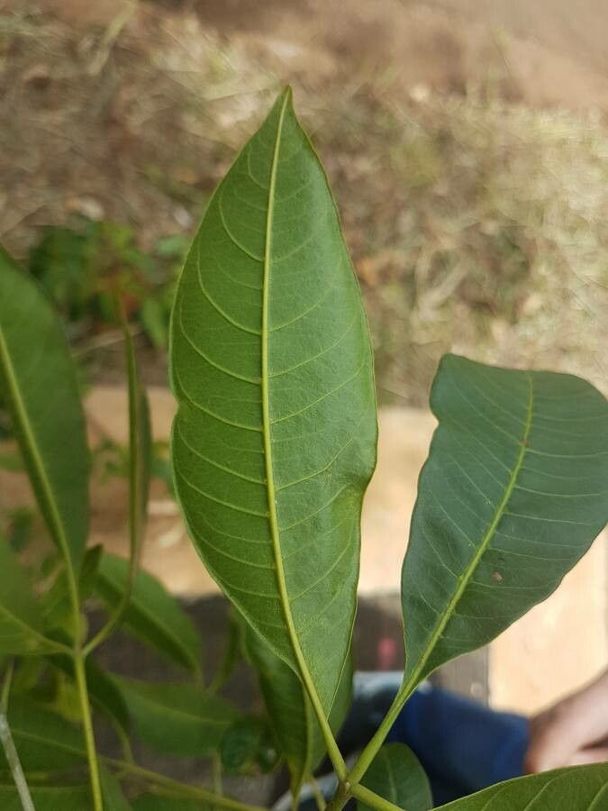 Balfourodendron riedelianum — search result for 'Rutaceae'