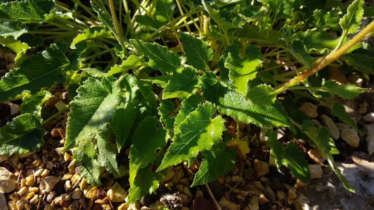 Campanula sarmatica — houseplant care guide