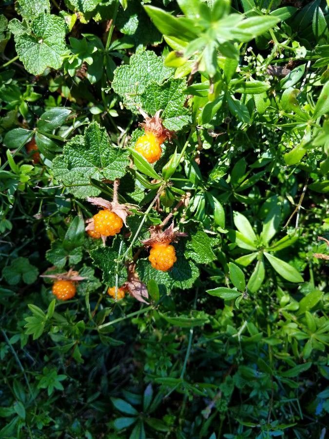 Rubus tricolor fruit