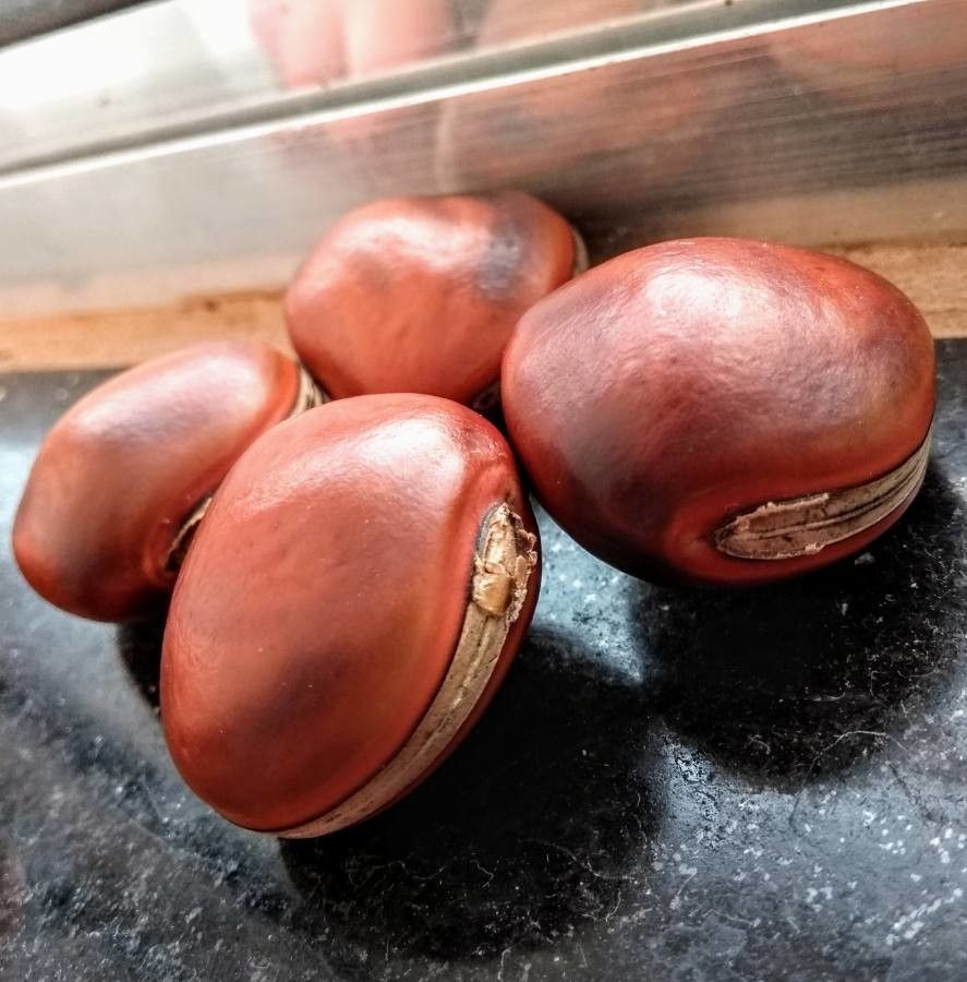 Dioclea violacea — related species from the same genus