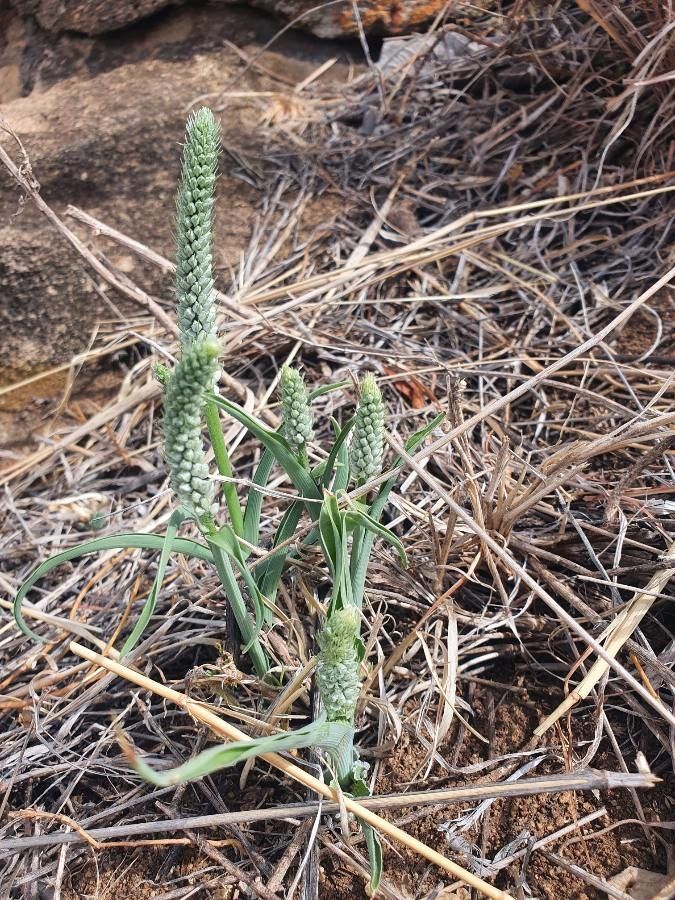 Chlorophytum silvaticum habit